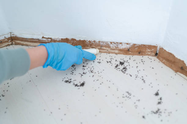 Best Insect Control  in Country Clu, FL